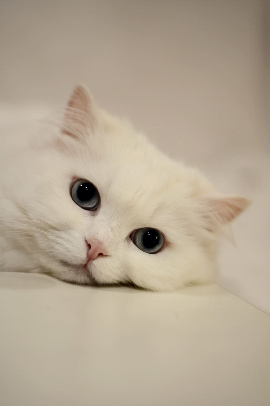 putih, kucing, permukaan, mata, mata kucing, kucing domestik, kucing tenang, hewan peliharaan, satu hewan, melihat kamera
