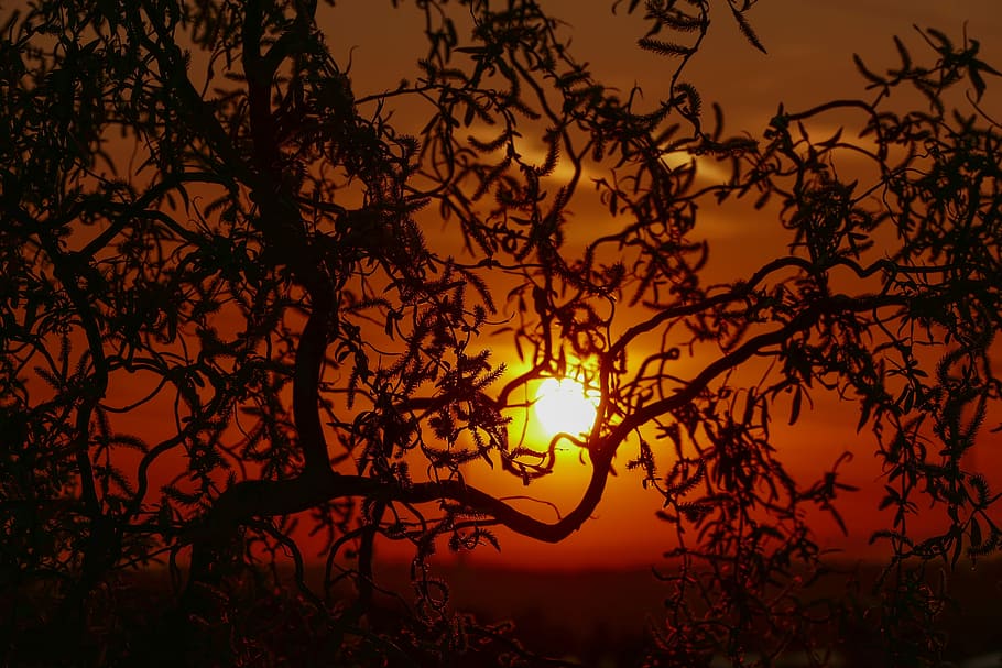 В закате золотом деревья,. Six hour Sundown. Закат золотит деревья старинной позолотой