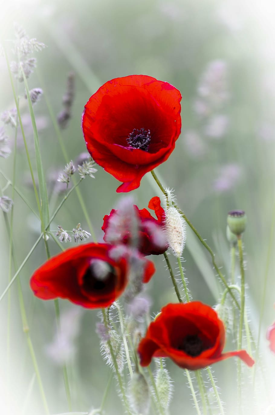 selective, focus photography, red, poppy flowers, poppy, summer, wild flowers, poppies, wild, summer plants