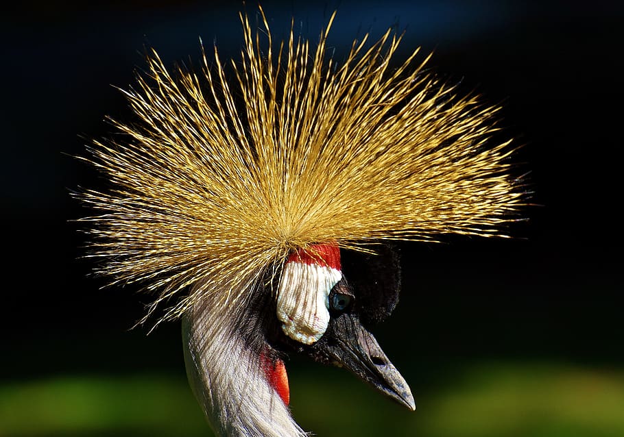blanco, rojo, amarillo, negro, pájaro, grulla coronada gris, baleurica regulorum, pluma, colorido, aves de corral
