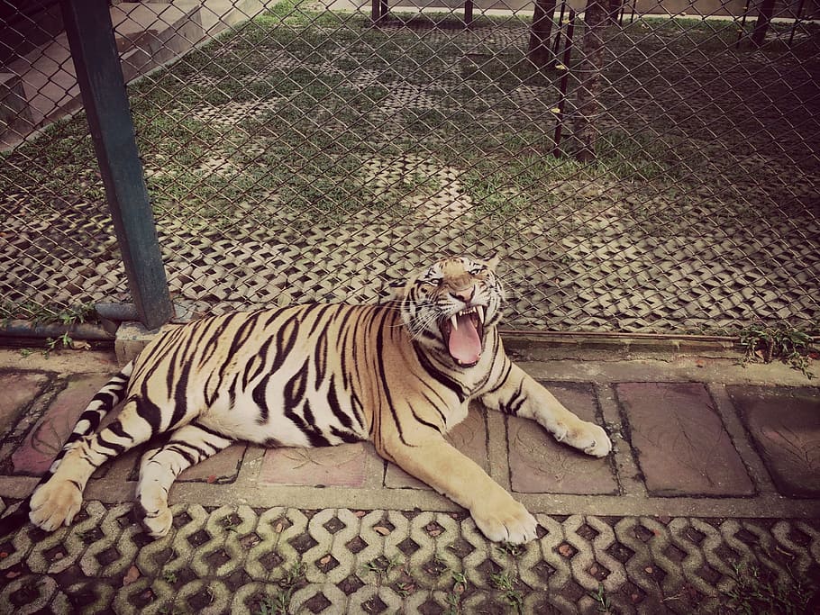 tiger, roar, animal, zoo, cage, mammal, animal themes, big cat, feline, cat