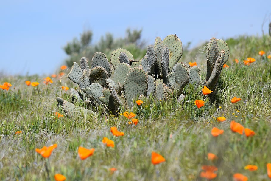 cactus, poppies, desert, wildflower, spring, nature, lancaster, california, flower, yellow