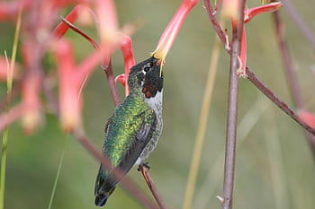 Fotos pájaro de la flor libres de regalías | Pxfuel