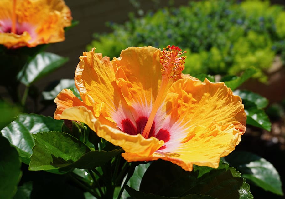 ルイジアナの花 ハイビスカス 花 開花植物 もろさ 植物 花びら 脆弱性 自然の美しさ 鮮度 Pxfuel