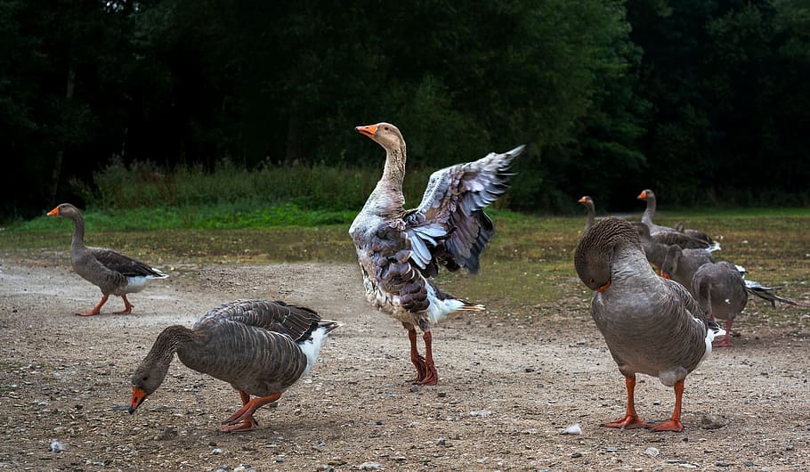 Goose, Geese, Dancing, Bird, Nature, geese, dancing, park, wildlife, canadian, animal