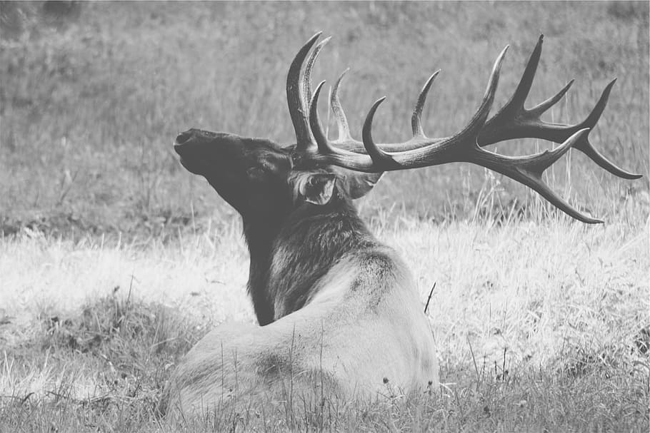 moose, lying, grass, deer, antlers, animal, mammal, animal themes, animal wildlife, antler