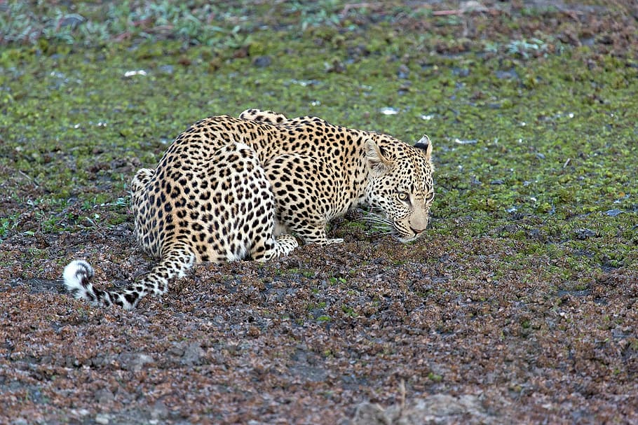 leopard, green, grass, animal, predator, panthera pardus, big cat, stains, animals in the wild, spotted