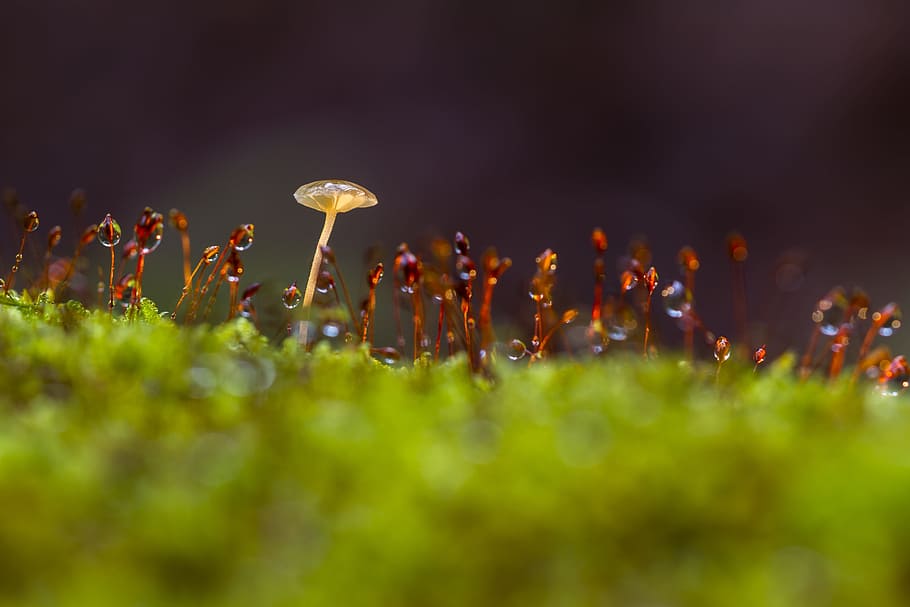 Mushroom, Moss, Sponge, thriving moss, large group of people, grass, selective focus, nature, field, growth