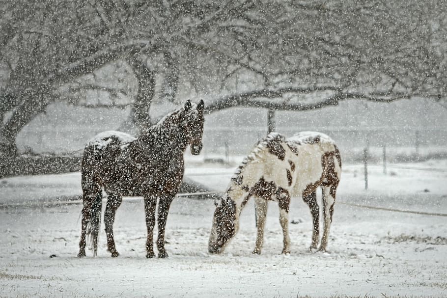 landscape photography, black, brown, white, horses, winter, horse, equine, snow, snowfall