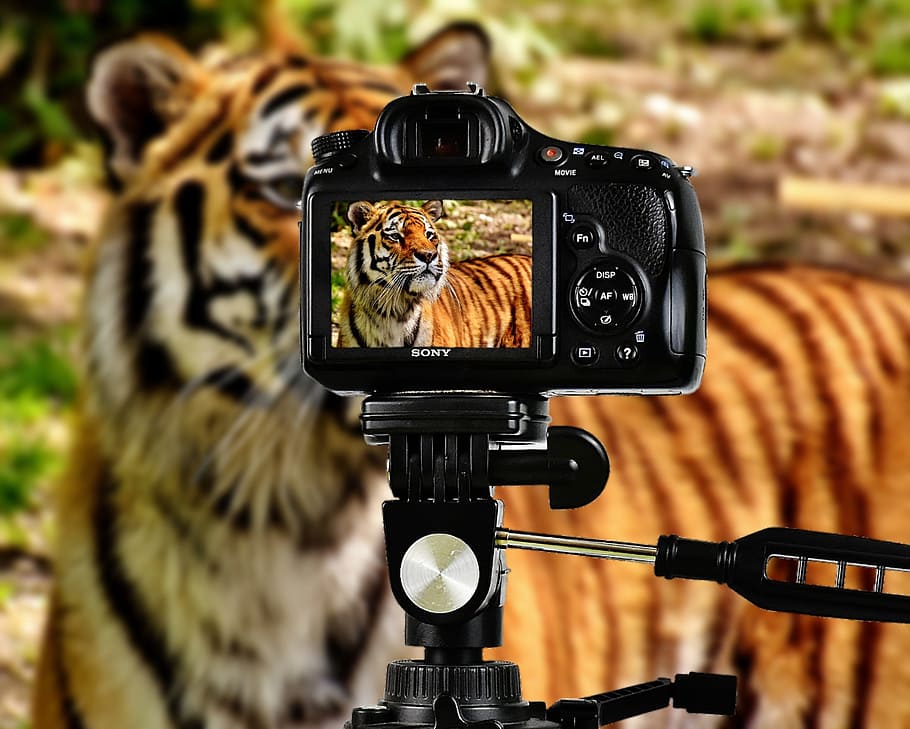 black, sony dslr camera, tiger, predator, fur, camera, photograph, beautiful, dangerous, cat
