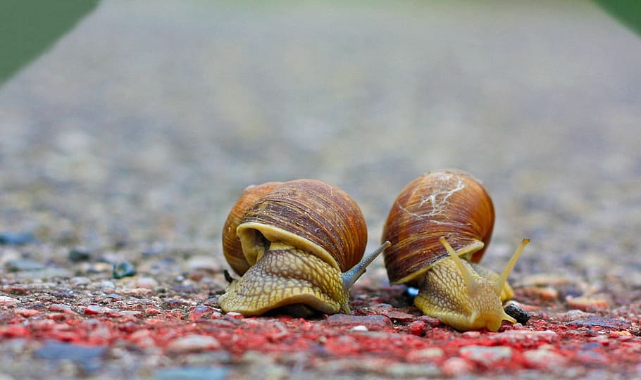 two, brown, Snails, Race, Run, Road, Target, finish line, sport, fast