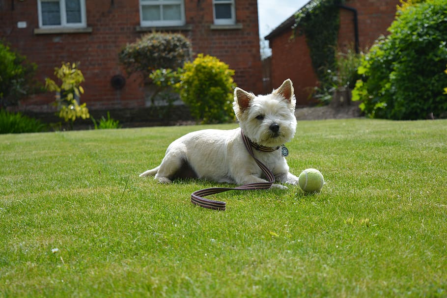 cairn terrier, terrier, dog, summer, garden, grass, green, puppy, cute dog, dog with ball