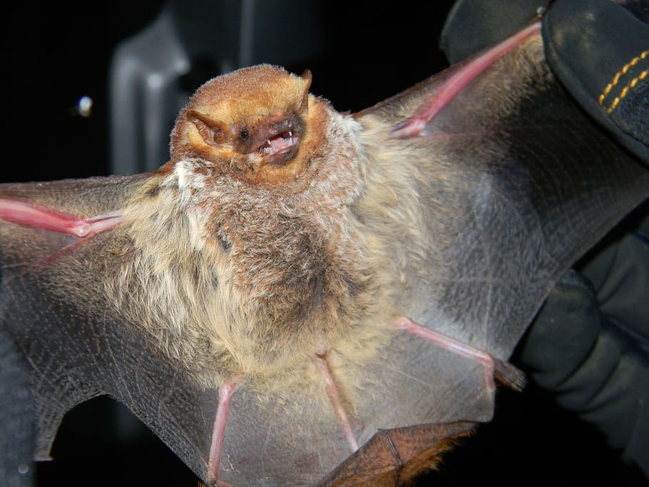 bat, seminole bat, large, mammal, wings, held, close-up, animal, one animal, animal wildlife