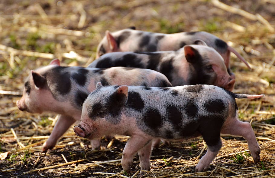four black-and-pink piglets, piglet, young animals, pig, small, funny, cute, sweet, small pigs, baby