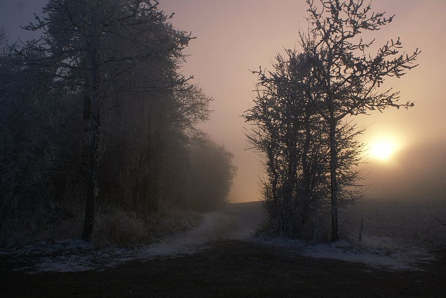 silhouette photography, road, tall, trees, autumn, mist, misty, fall, winter, silhouette