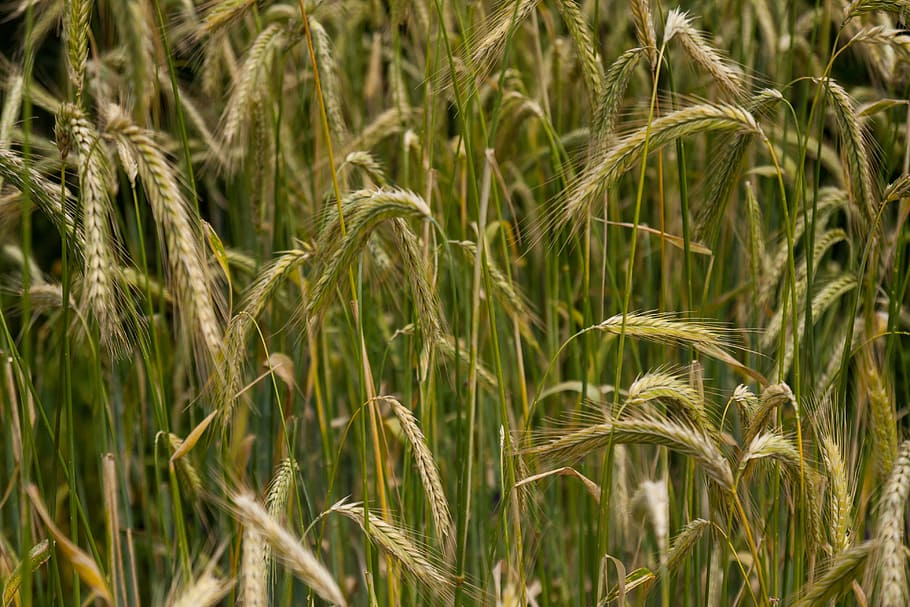 Cereals, Barley, Field, cereal plant, agriculture, crop, farm, growth, plant, rural scene