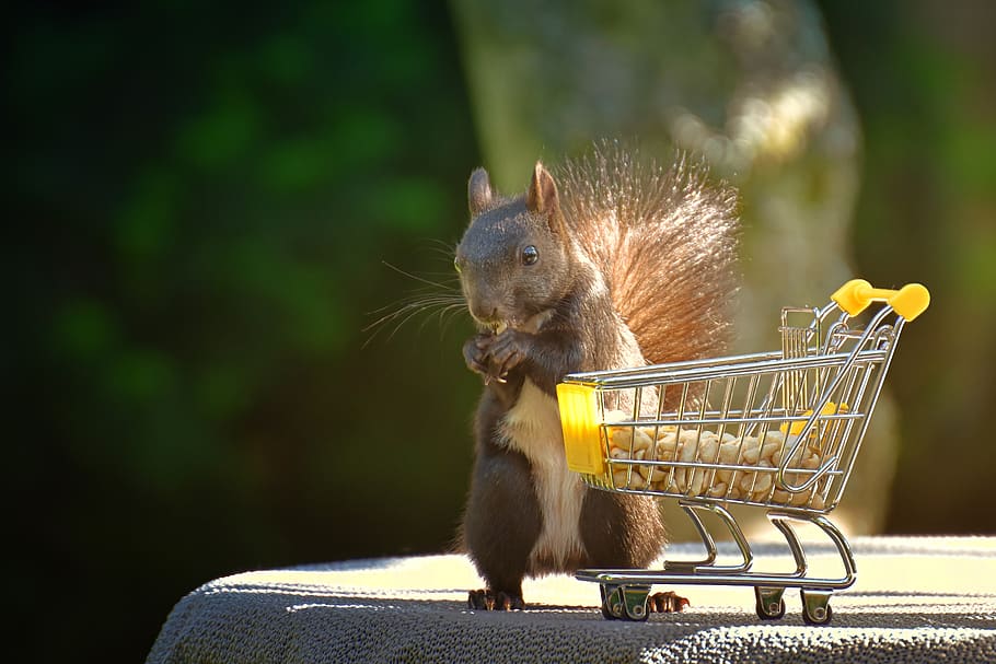 squirrel, shopping cart, nuts, nager, cute, animal, nature, rodent, animal world, foraging