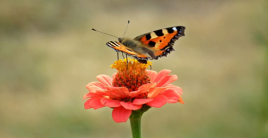 butterfly, insect, flower, zinnia, macro, wings, summer, colorful, garden, nature