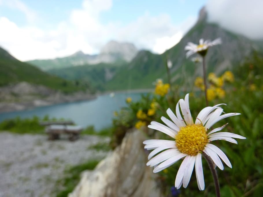dishwasher, macro daisy, reservoir, water, mountain lake, flower, close, flowering plant, beauty in nature, fragility
