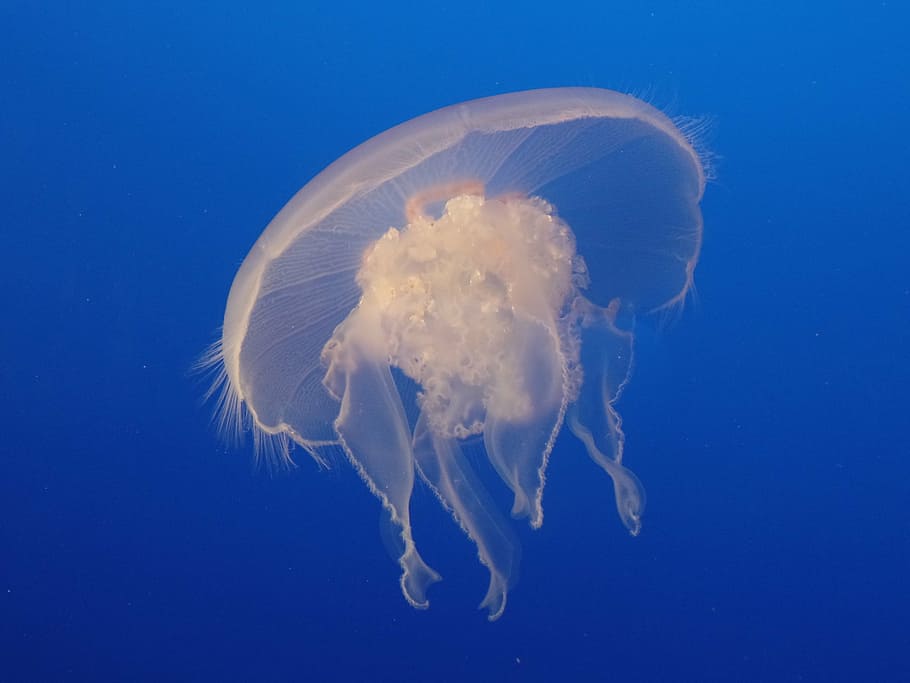 medusas blancas bajo el agua, medusas luna, medusas, blancas, bajo el agua, vida silvestre, marina, acuario, monterey, agua salada
