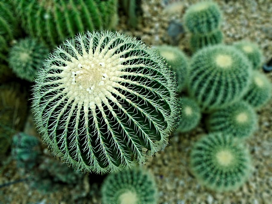 close-up photography, green, cactus, Cacti, Desert, Prickly, Mexico, plant, garden, spine