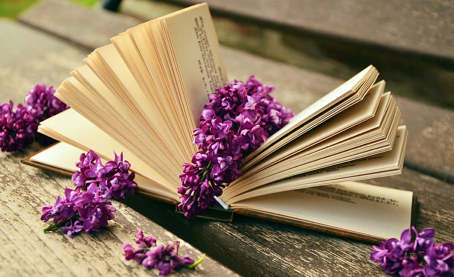 foto, púrpura, flores de pétalos, abierto, página del libro, libro, leer, relajarse, lila, banco