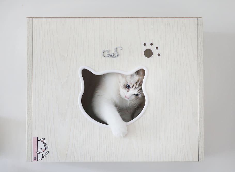 6 1 кошка. Картинка Cat fur Furniture.