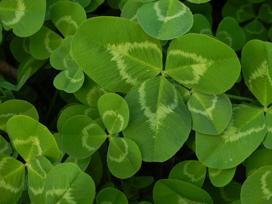 green plant, clover, green, natural, luck, irish, shamrock, leaf, spring, plant