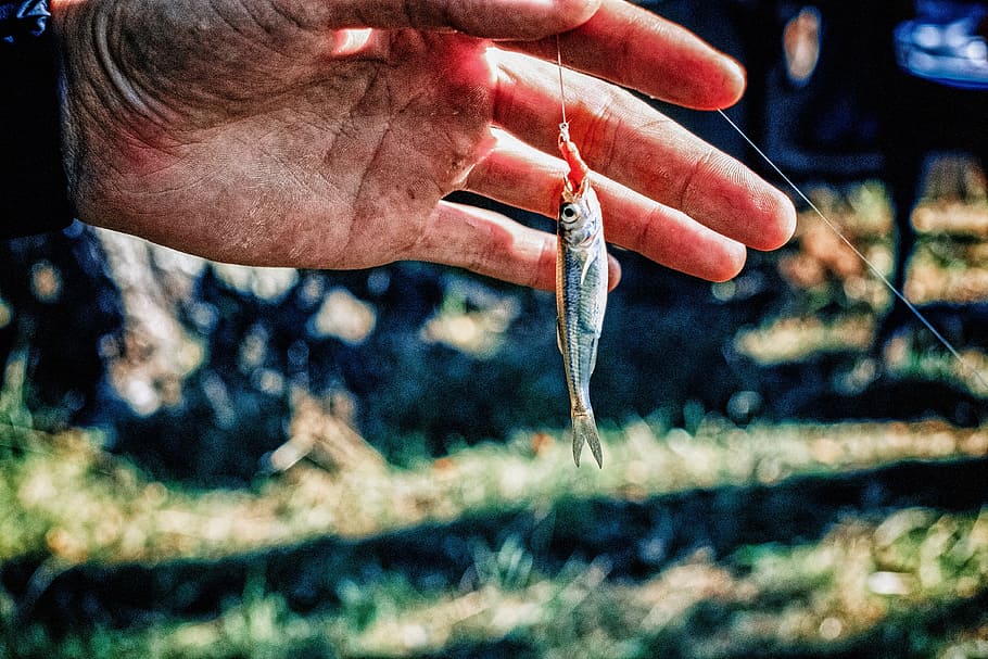 person, holding, fish, lure, fishing, summer, catch, nature, vacation, fishermen