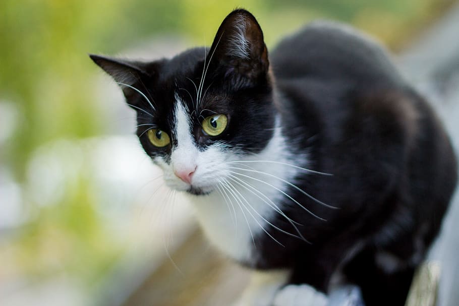 tuxedo cat, sitting, balcony, selective, focus photography, cat, close, domestic cat, animal, animal world