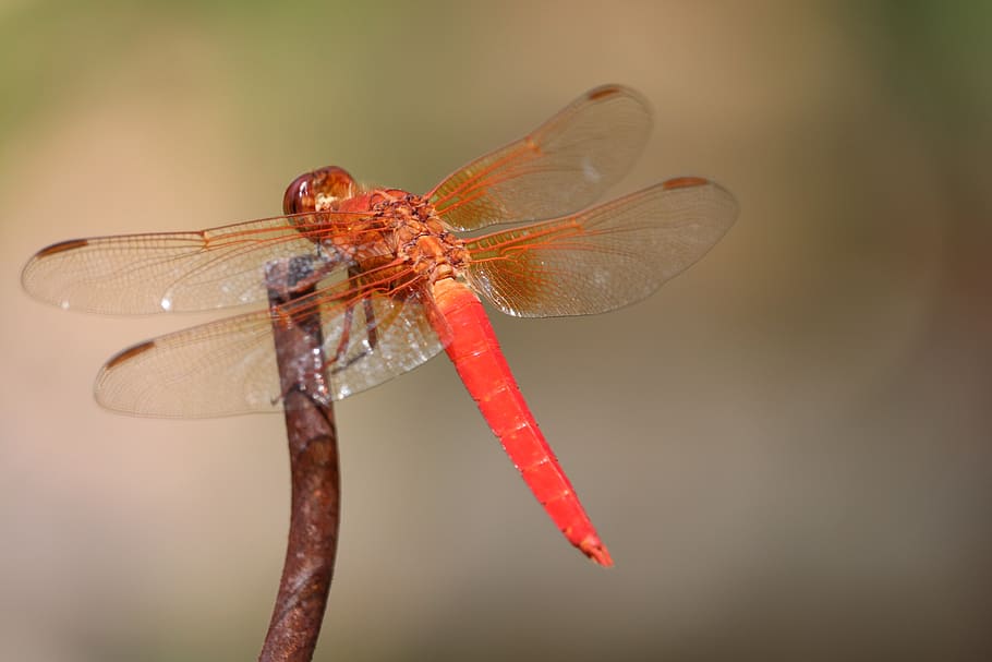 dragonfly, insect, orange, colorful, bug, wildlife, backyard, invertebrate, animal wildlife, one animal