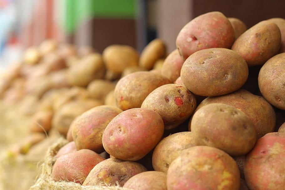 selective, focus photography, potato lot, potato, cultivation, fruit, harvest, colombia, fruits and vegetables, food