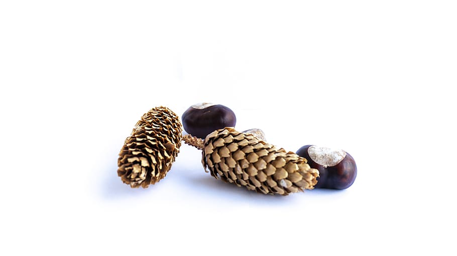 cones, chestnuts, white background, autumn, chestnut, leaves, composition, pine cone, nature, stand-alone