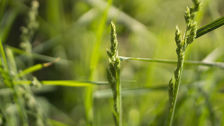 closeup, green, wheat, photography, grass, nature, stems, stalks, sway, wind