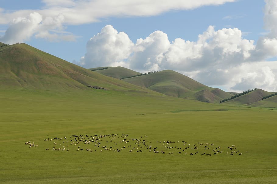 mountains, white, clouds, Mongolia, Landscape, Steppe, wide, nomadic life, goats, field