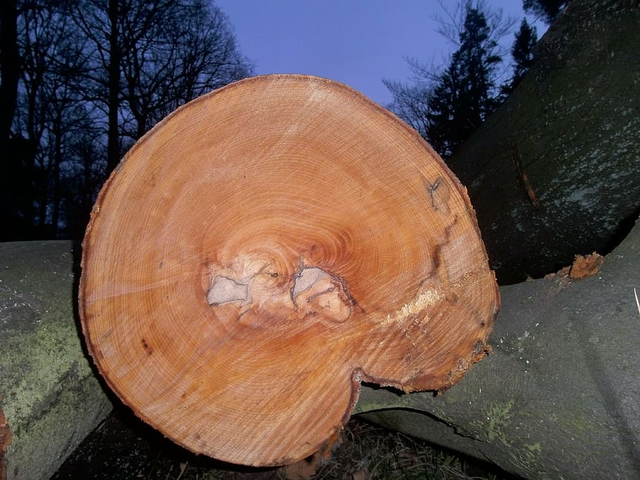log, wood, tree trunks, forest, like, annual rings, brown, evening, forestry, forestry work