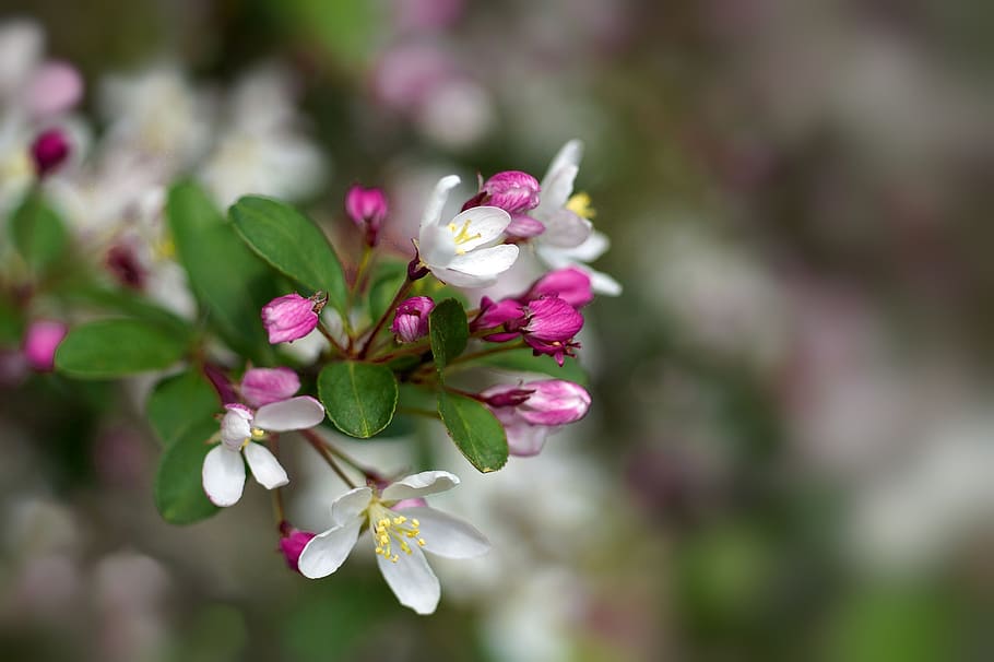cherry blossom, tree, cherry, spring, flower, fragrance, bee-friendly, nature, garden, pollen
