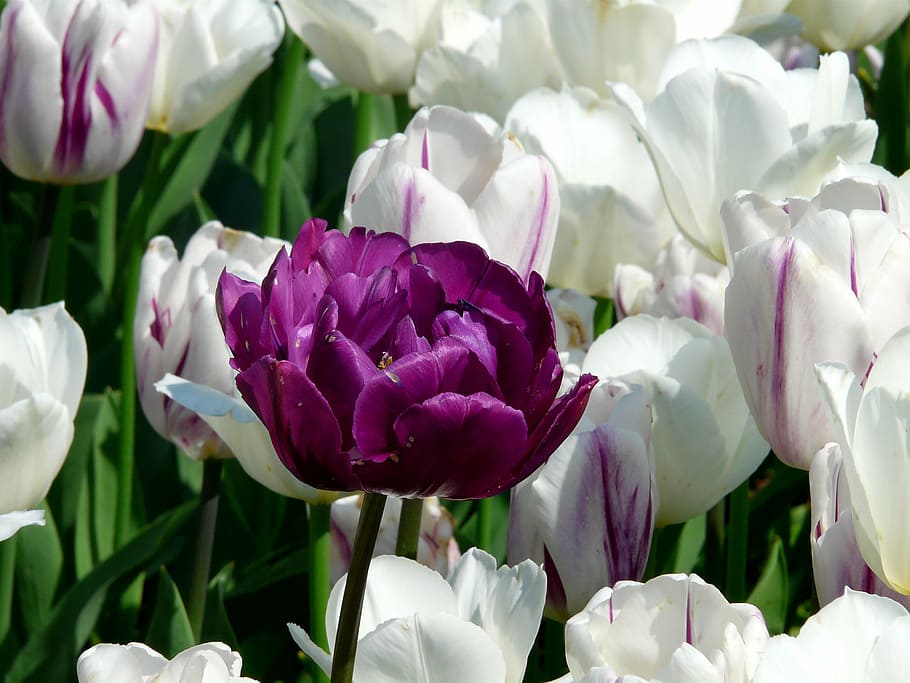 塗りつぶし, フレーム写真, 白, 紫, 花, 春, チューリップ, 閉じる, 春の花, 塗りつぶされたチューリップ