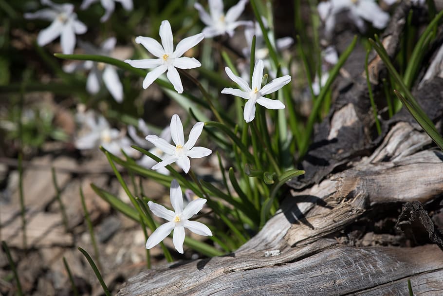 jacinto de estrella, blanco, jacintos de estrella blanca, jacinto, flores, flores  blancas, jardín, en el jardín, flores de jardín, planta | Pxfuel