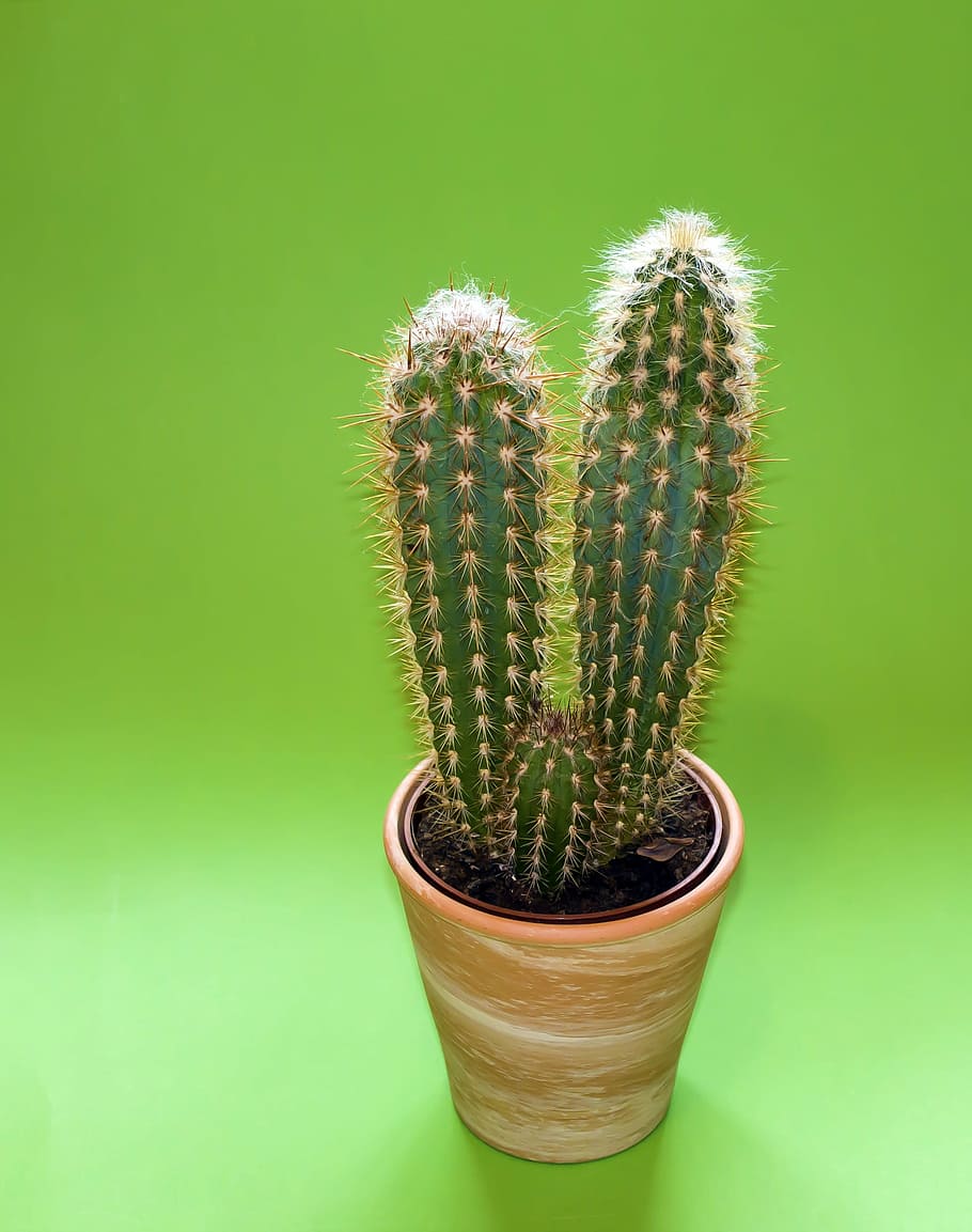 green, cacti, brown, vase, cactus, plant, plant rack, sting, spur, succulent