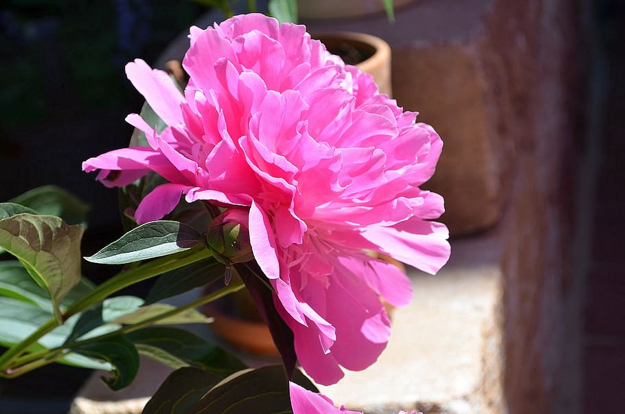 peony, pink, flower, paeonia, blossom, bloom, flowering plant, plant, beauty in nature, pink color