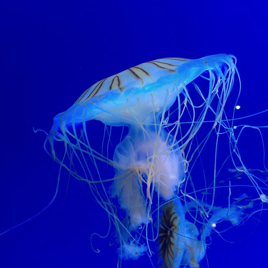 Jellyfish, Sea, Ocean, underwater, sea life, swimming, animal, animal wildlife, animals in the wild, water