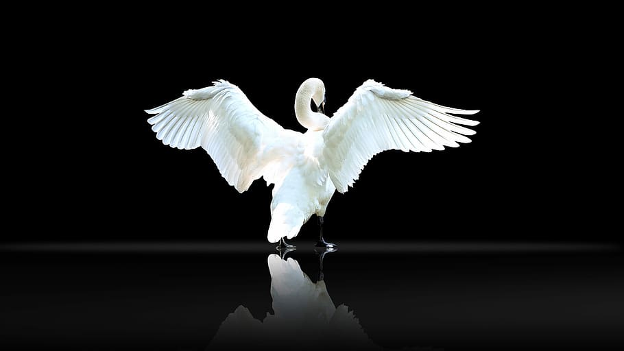 white, swan, spreading, wings, wallpaper, bird, wildlife, wing, feather, animal