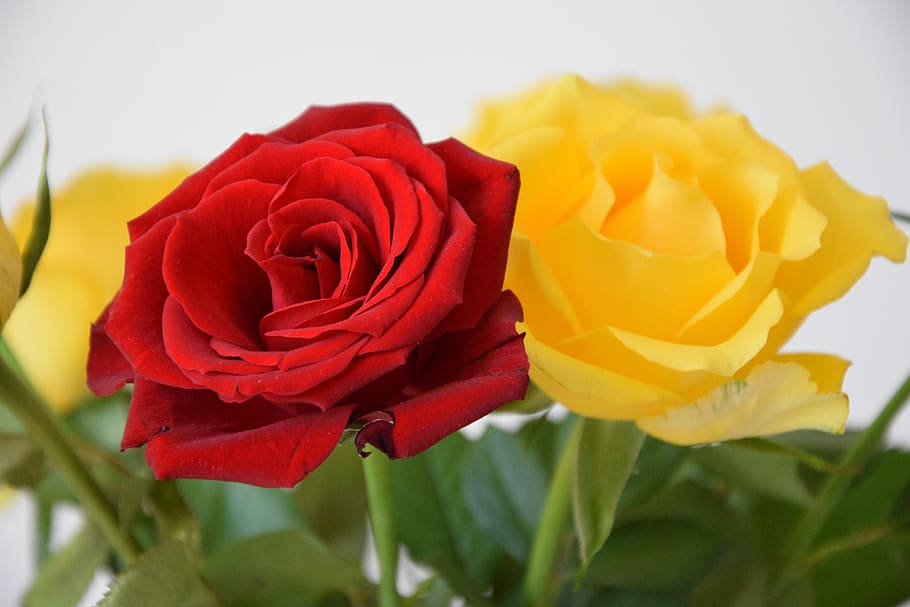roses, flowers, leaves, beauty, summer, plant, close up, red, yellow, color