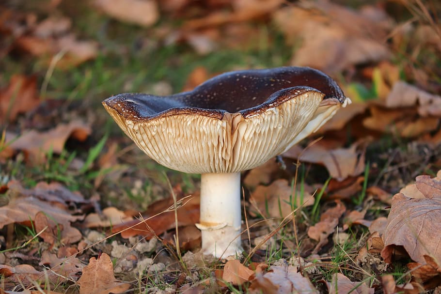 jamur, jamur layar, lantai hutan, Daun-daun, pipih, topi, coklat, jamur cakram, memetik jamur, musim gugur