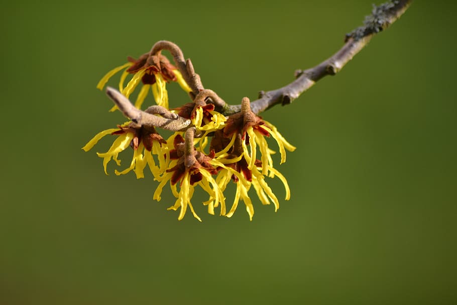 nature, tree, plant, witch hazel, yellow, blossom, bloom, winter, fragility, close-up