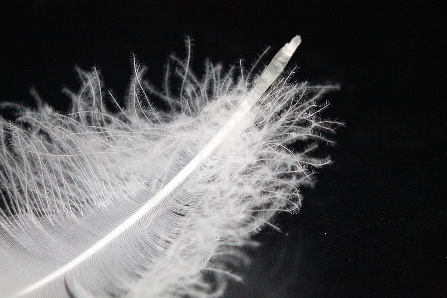 macro photography, white, feather, down feather, quill, swan feather, soft, black background, studio shot, motion