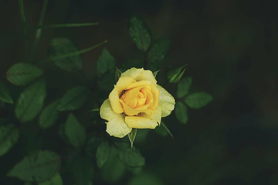 closeup, photography, yellow, rose, selective, focus, petal, flower, green, leaf