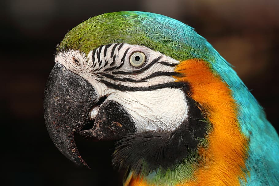 blue, scarlet, macaw, close, Scarlet Macaw, up close, arara canindé, lisbon zoo, portugal, bird