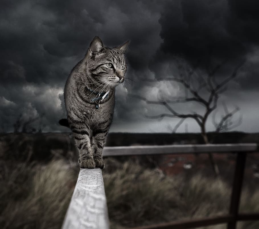 gray, tabby, cat, handrails, photo manipulation, photoshop, handling, feline, storm, clouds